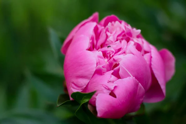 Pink Peony Background Green Leaves — Stock Photo, Image