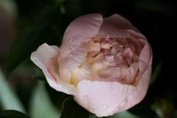 Schöne Weiße Lilien Garten — Stockfoto