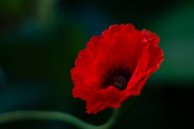 Yeşil arka planda kırmızı haşhaş