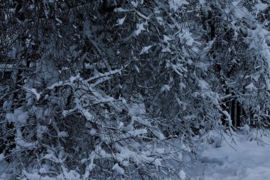 Bahçe karların altında, kar ağaçların üzerinde