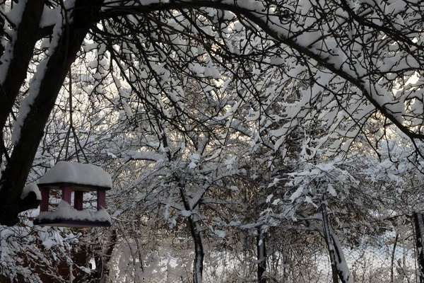 雪の下の庭木の上の雪 ロイヤリティフリーのストック写真