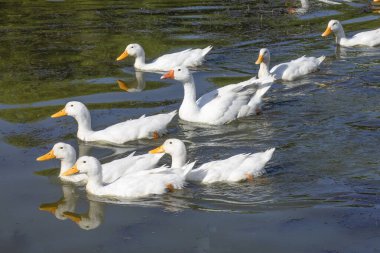 Ördekler nehirde yüzer, beyaz, su, kuş