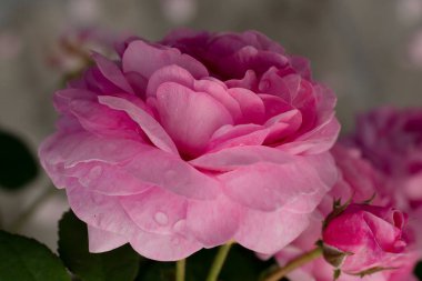 Bahçedeki güzel pembe şakayık çiçeği