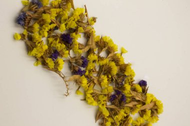 Beyaz arkaplanda sarı çiçekler