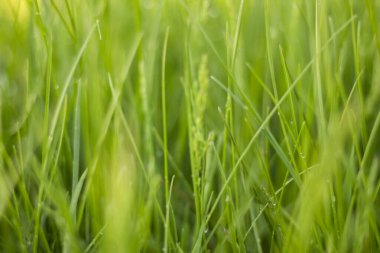 green grass and fresh summer background, natural texture