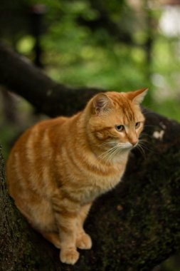 beautiful red cat sitting outdoors in garden on summer day