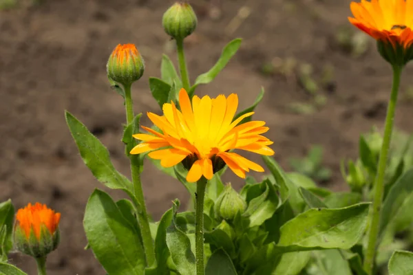 yellow flowers in the garden,calendula medicinal, orange flower in the garden