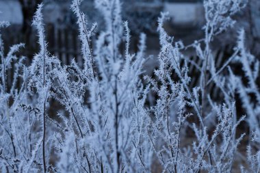 frost on a tree branch, weather phenomena, winter background