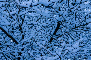 beautiful view of the snow tree, the nature in winter