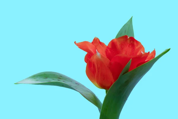 spring flowers, tulip, red tulip