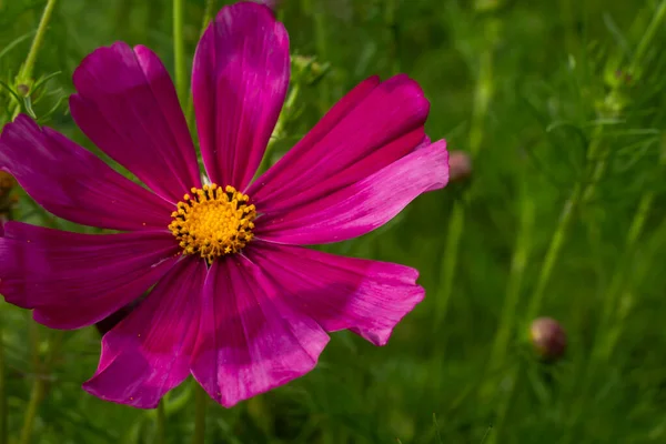 Lila Kosmos Blommor Bakgrund Grönt Gräs — Stockfoto