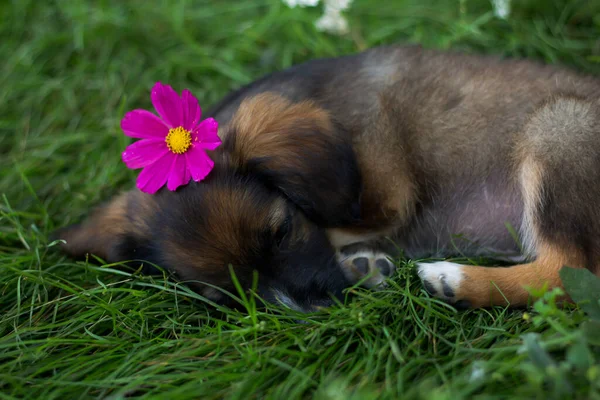 a small dog on the grass, a dog with flowers