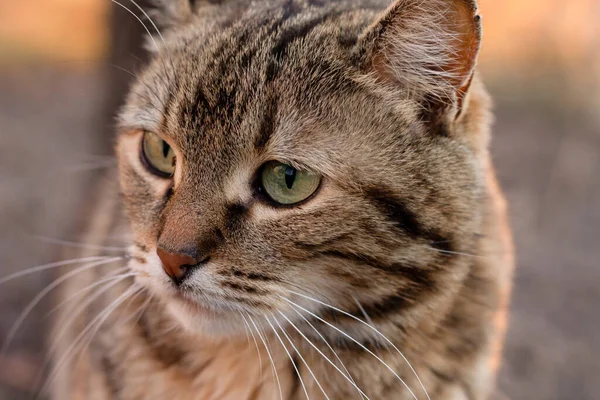 Portrait Cat Close Cat Face — Stock Photo, Image