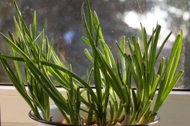 Pencere kenarındaki taze yeşil bitki.