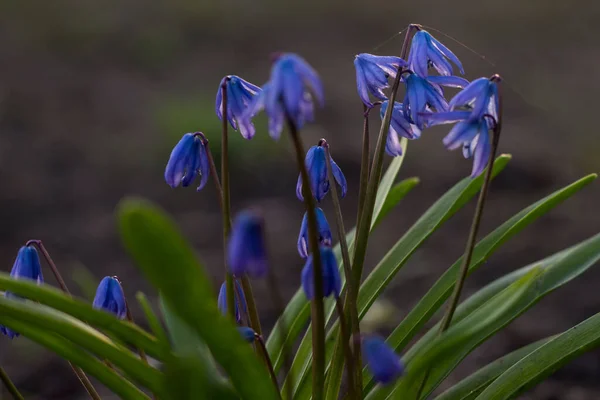 Vackra Vårblommor Blå Bakgrund — Stockfoto