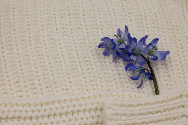 Prachtige Blauwe Bloemen Een Witte Achtergrond — Stockfoto
