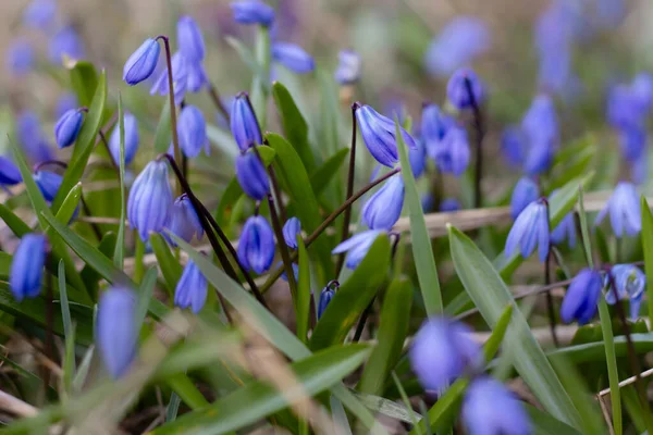 草の中の春の花 — ストック写真