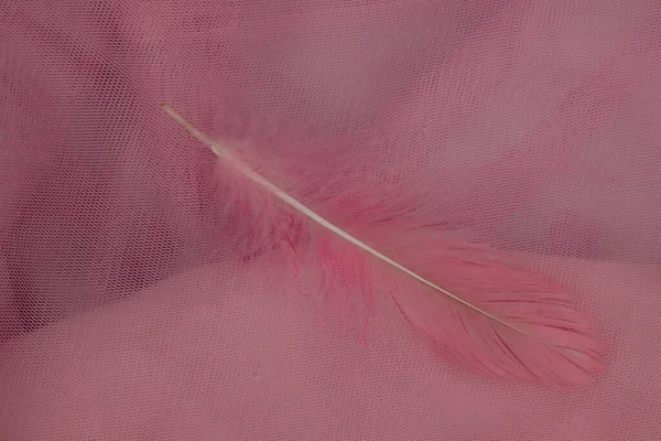 Feather Pink Background — Stock Photo, Image