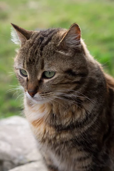 Πορτρέτο Μιας Γάτας Μεγάλα Μάτια — Φωτογραφία Αρχείου