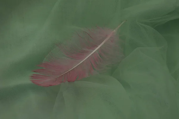 Feather Green Background — Stock Photo, Image