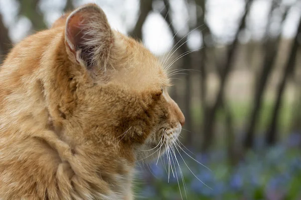 Hermoso Joven Gato Mirando Cámara — Foto de Stock
