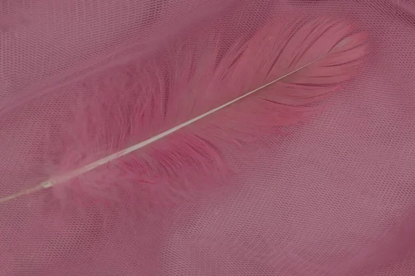 Pink Bird Feather Close — Stock Photo, Image