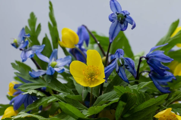 Bouquet Fiori Gialli Blu Primaverili — Foto Stock