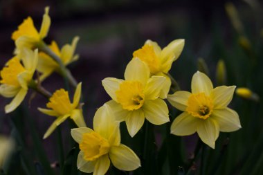 Bahçedeki sarı nergisler