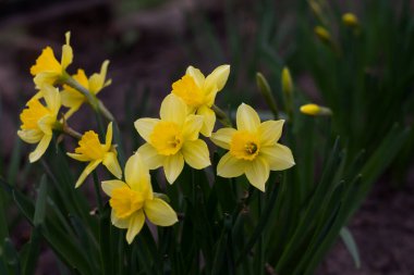 Bahçedeki sarı nergisler