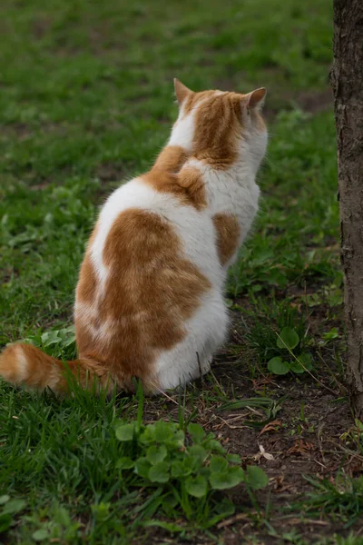 Chat Sur Herbe — Photo