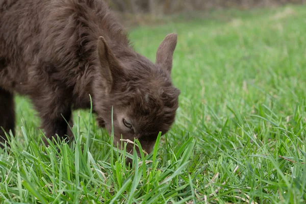 Goat Farm Goat Eats Grass — Stock Photo, Image