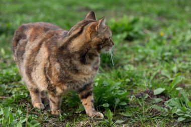 Çimlerin üzerindeki kedi