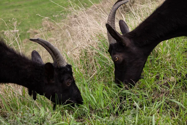 black goat,goats are animals in the pasture, the goat eats grass