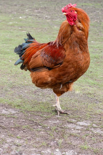 Κόκορας Στη Φάρμα Κοτόπουλο — Φωτογραφία Αρχείου
