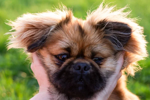 Schöner Hund Auf Dem Gras — Stockfoto