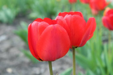 Bahçedeki kırmızı lale