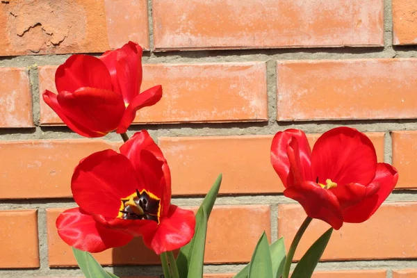 red and white tulips on a brick wall
