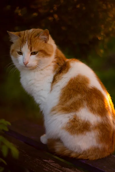Gato Gato Ruivo Sol Mudando Senta Jardim — Fotografia de Stock