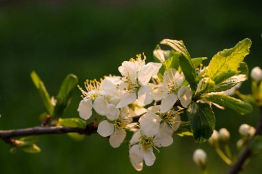 Baharda bahçede beyaz kiraz çiçekleri