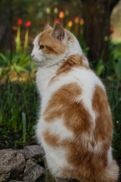 庭の猫公園の猫ペットの散歩 — ストック写真