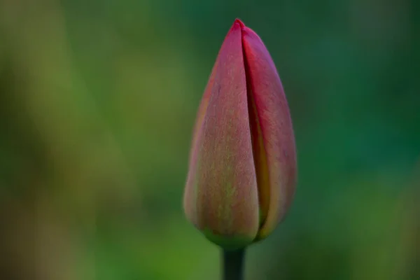 Όμορφο Ροζ Τουλίπα Λουλούδι Στον Κήπο — Φωτογραφία Αρχείου