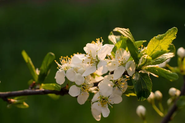 春の庭の白い桜 ロイヤリティフリーのストック画像