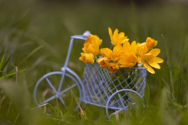 Велосипед Траве Весенний Состав Желтые Цветы Корзине — стоковое фото
