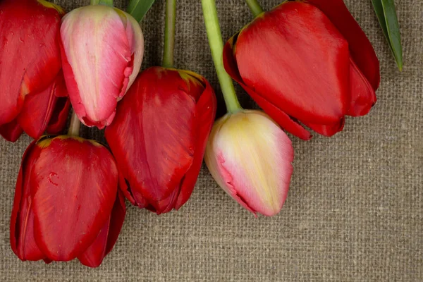 Tulipani Rossi Tavolo Legno — Foto Stock