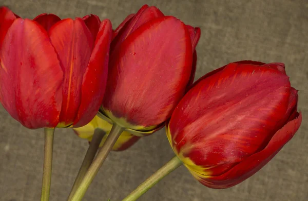 Stock image red tulips in the garden