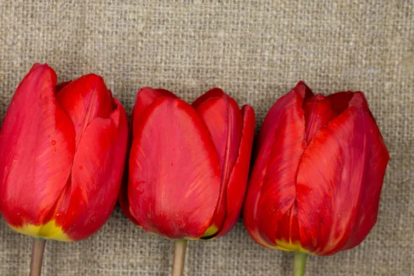 Tulipanes Rojos Sobre Fondo Madera —  Fotos de Stock