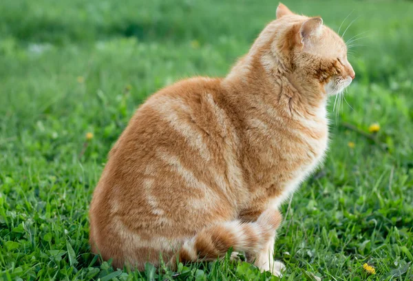 在公园里散步的红猫 — 图库照片