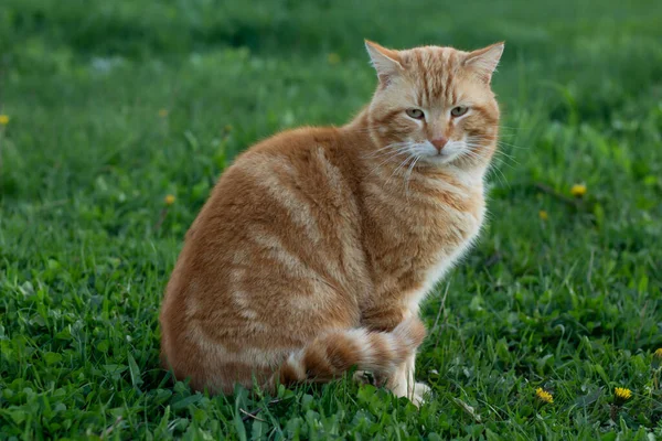 Červená Kočka Procházce Parku — Stock fotografie