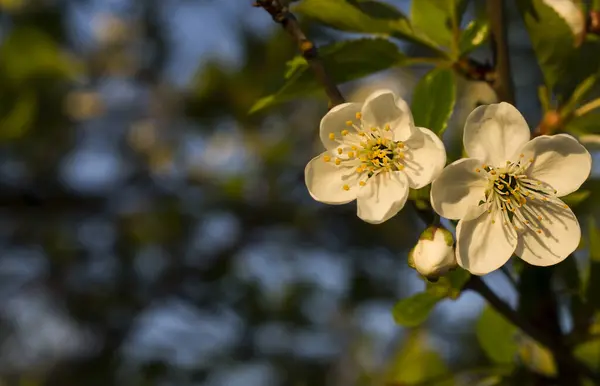 春の木の枝花の背景 ストックフォト