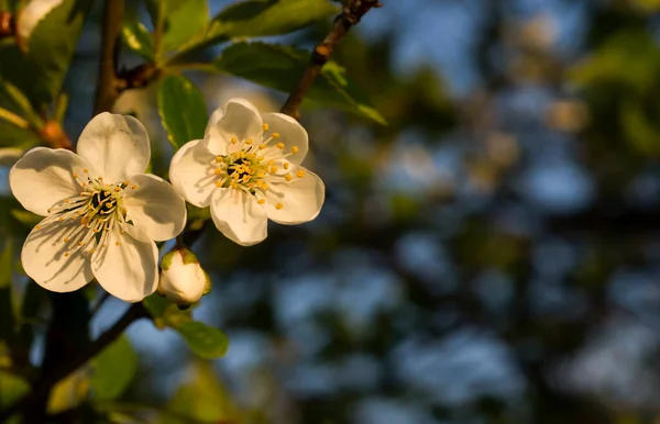 自然の背景 木の枝の花 ロイヤリティフリーのストック写真